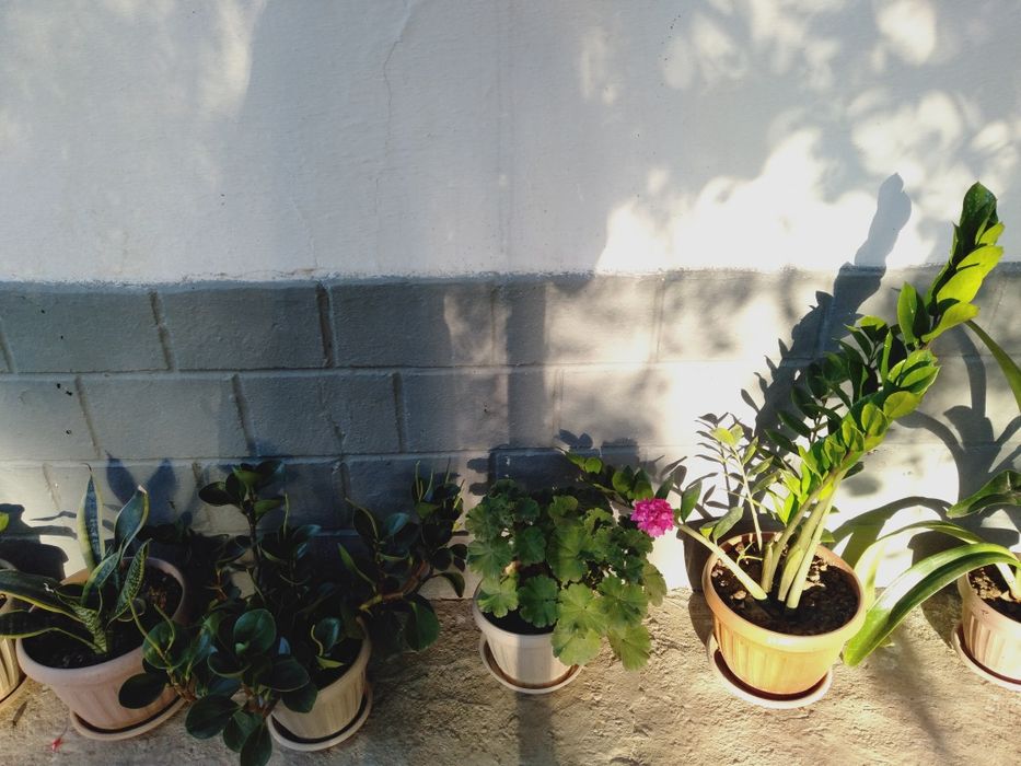 Гүлдер сатамыз,бағасы келісімді