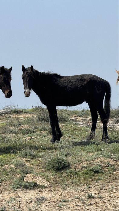 Міңгі құнан сатылады