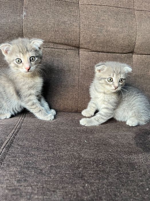 Котята вислоухие ласковые