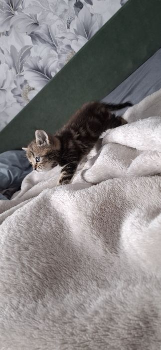 Британские мраморные котята