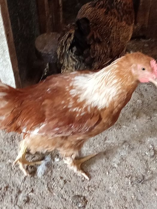 Продам петухов домашних.