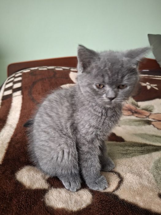 Котенок Скоттиш страйт