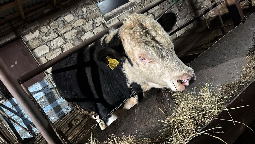 Продам быка с откорма