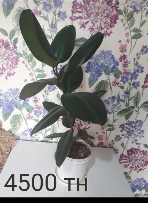 Продам домашние цветы