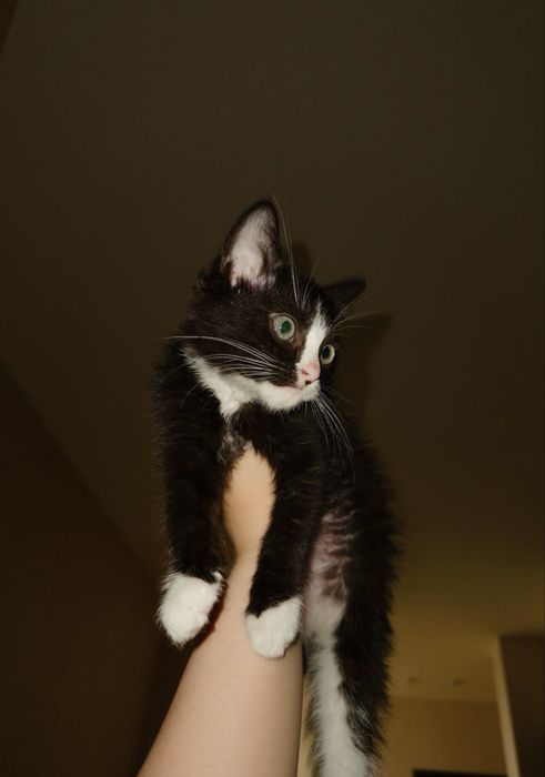 Котенок, примерно 3 месяца