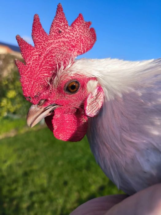 Разплодни яйца от Сребърно брезе Бантам-страхотни птици ,спокойни и ед