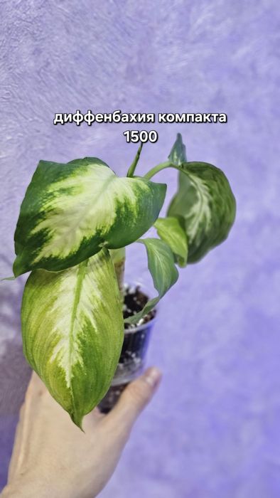 Продажа/обмен растений