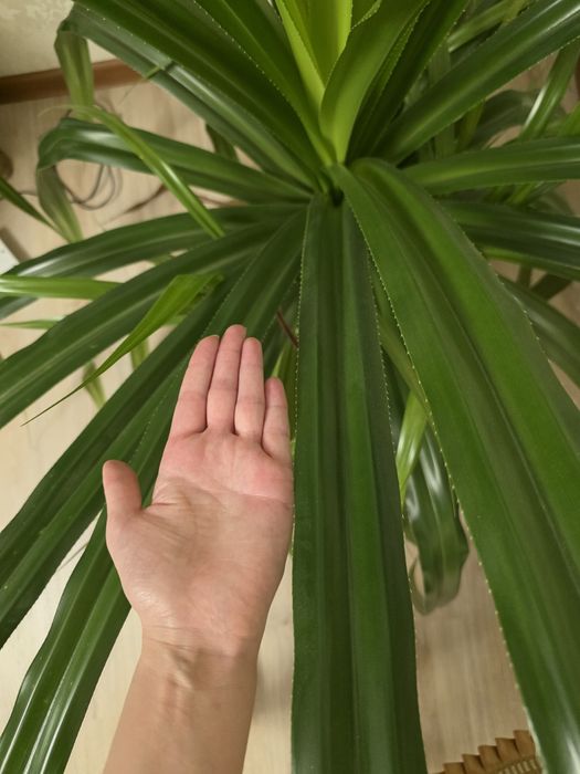 Растение Панданус