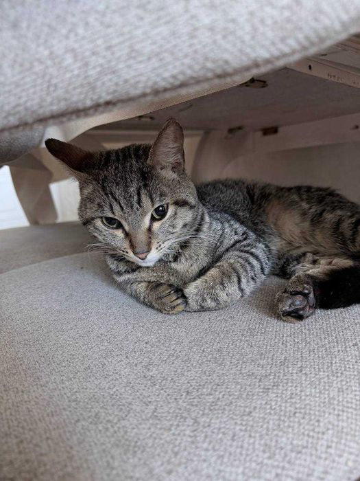 Кот француз ищет дом