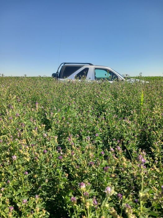 Vând sămânță lucernă