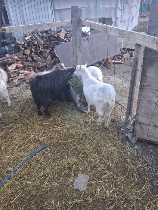 Срочно ешкі сатылады