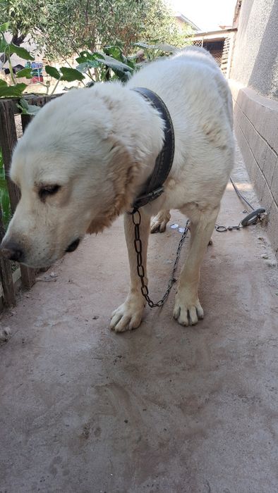 Алабай кучик 2 ёш