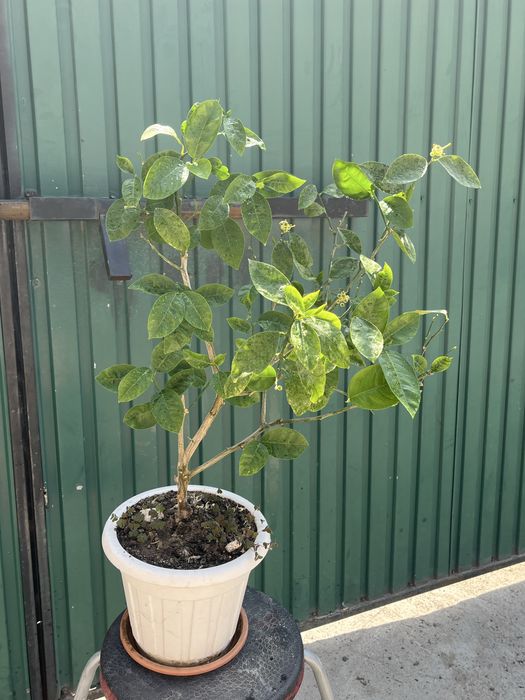 Лимон Мейера с плодами