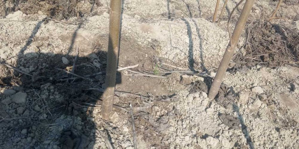 Павловния (Pavlovniya)