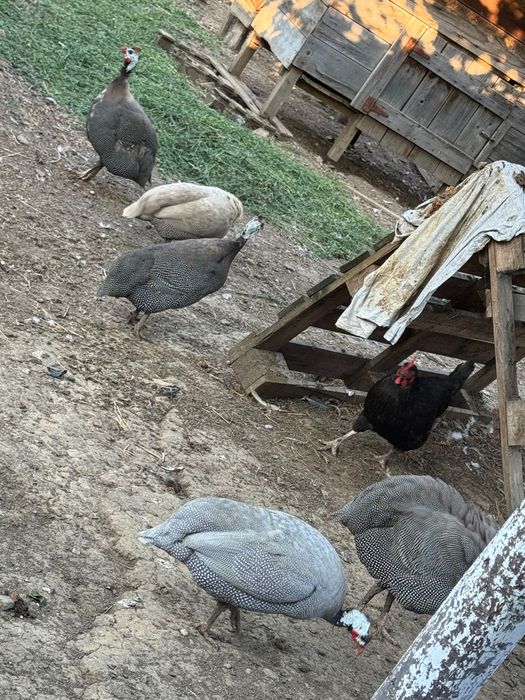 Pui de bibilică
