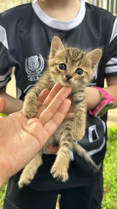 Котята девочки бесплатно