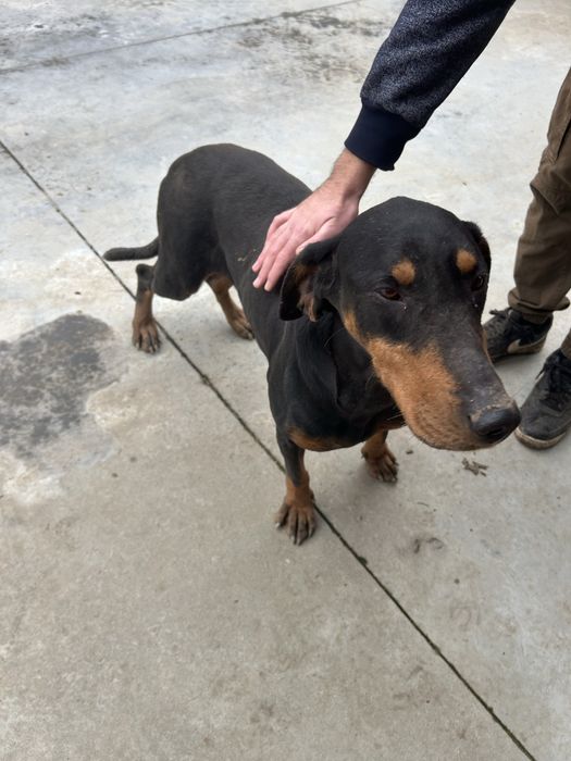 Vand/schimb femela copoi ardelenesc