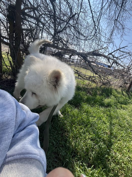 Самоедская лайка