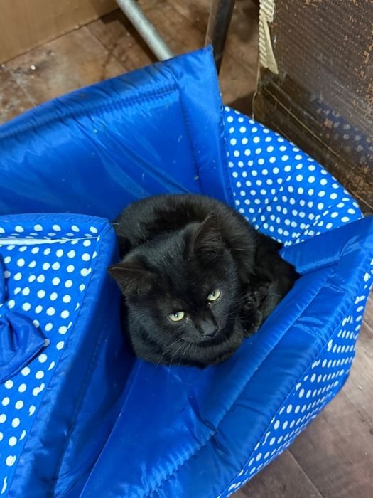 Кошка в добрые руки