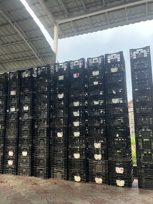 Продам ящики. От тульпанов