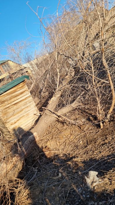 Дрова бесплатно за вывоз доплачу