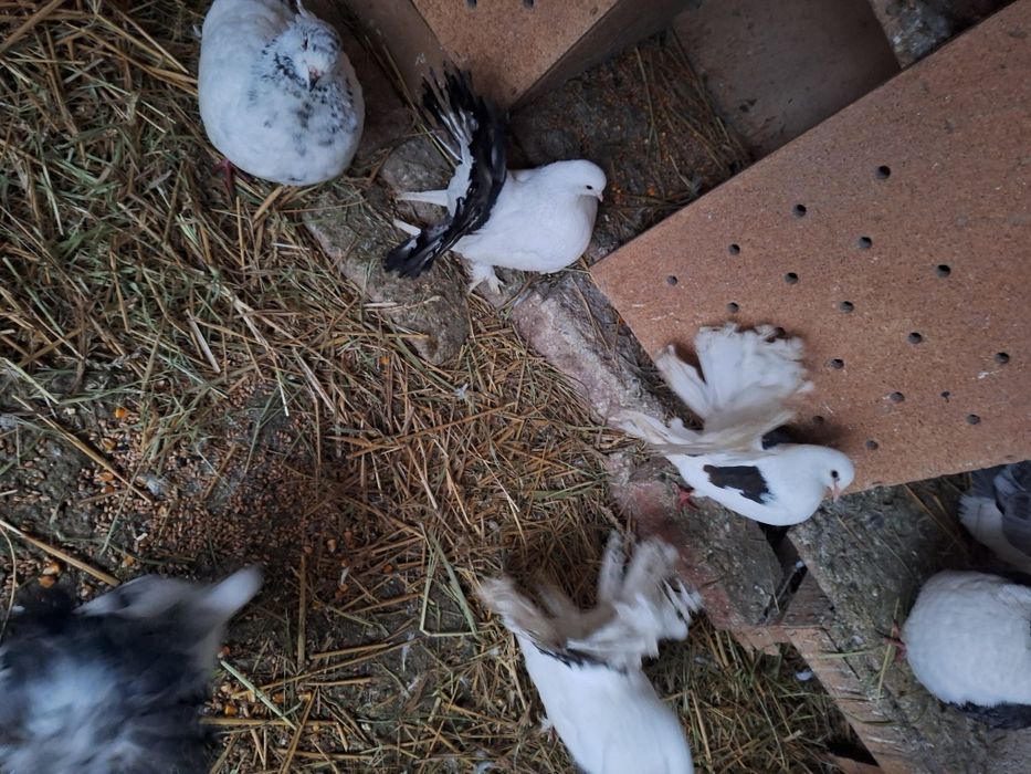 Porumbei rotati coada roata