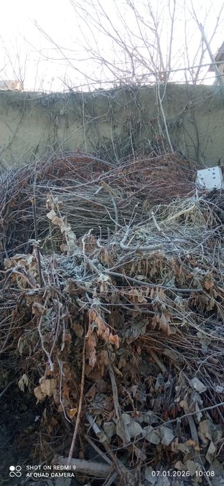 Shohlar bor sotiladi