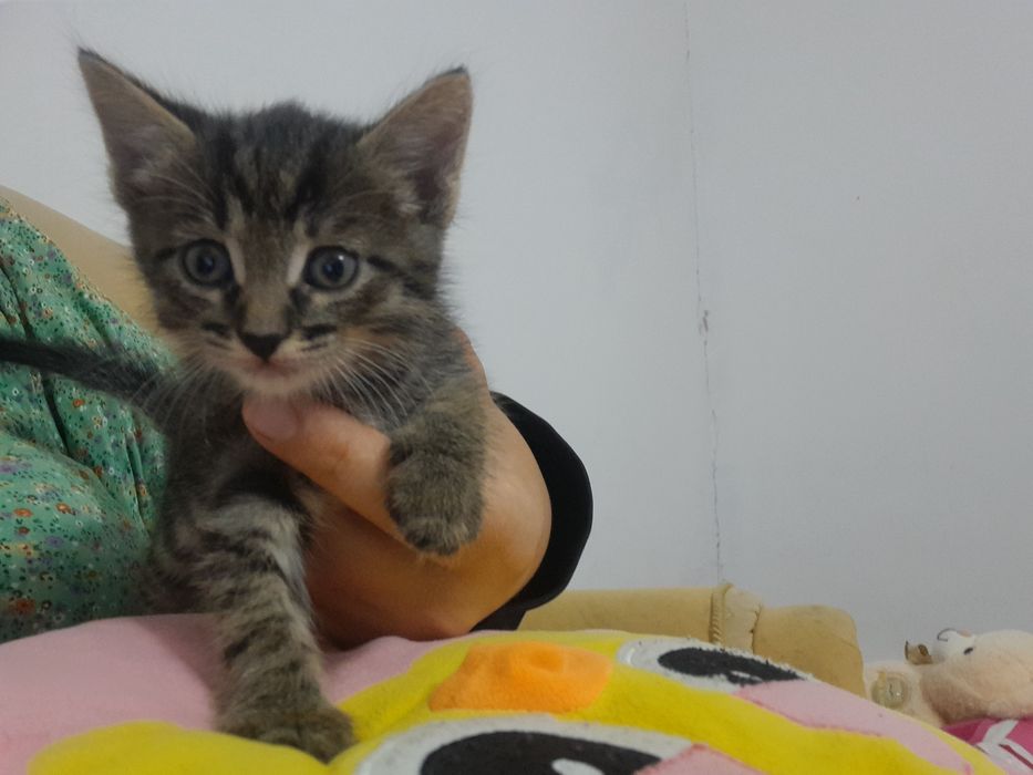 Мысықтар /Котята