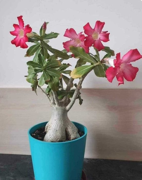 Adenium Trandafirul Desertului
