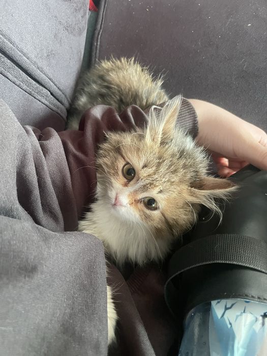 Кошка красивая очень