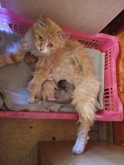 Животные, котята