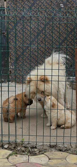 Pui chow chow de vanzare