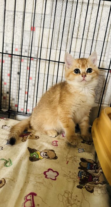 Zolotaya shinshilla N11 ogil bola