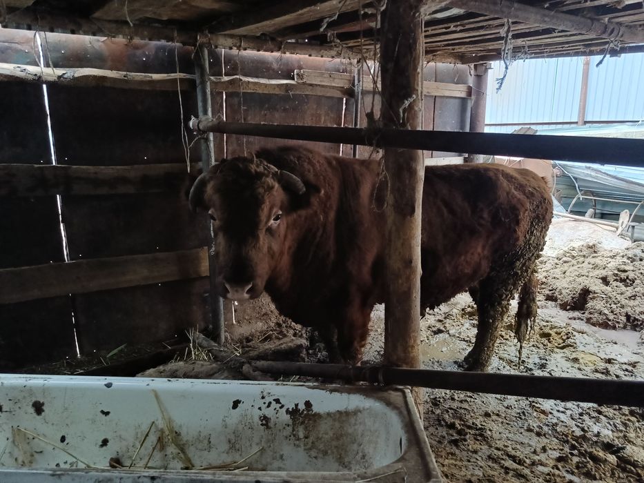 Семіз бұқалар бар.