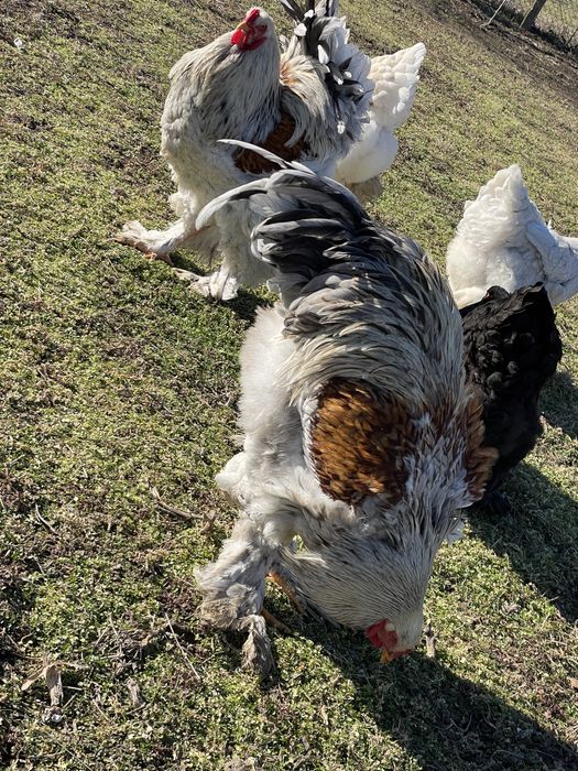 Ouă Brahma Uriaș