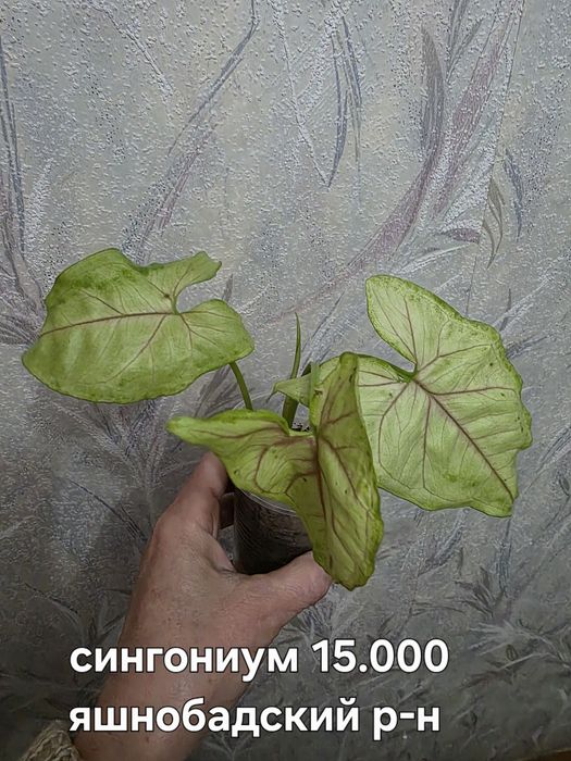 Продаю разные комнатные растения.