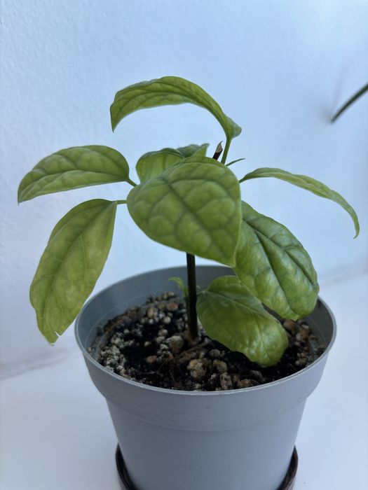 Продам комнатные цветы