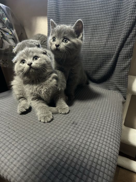 Котята британские,короткошерстные