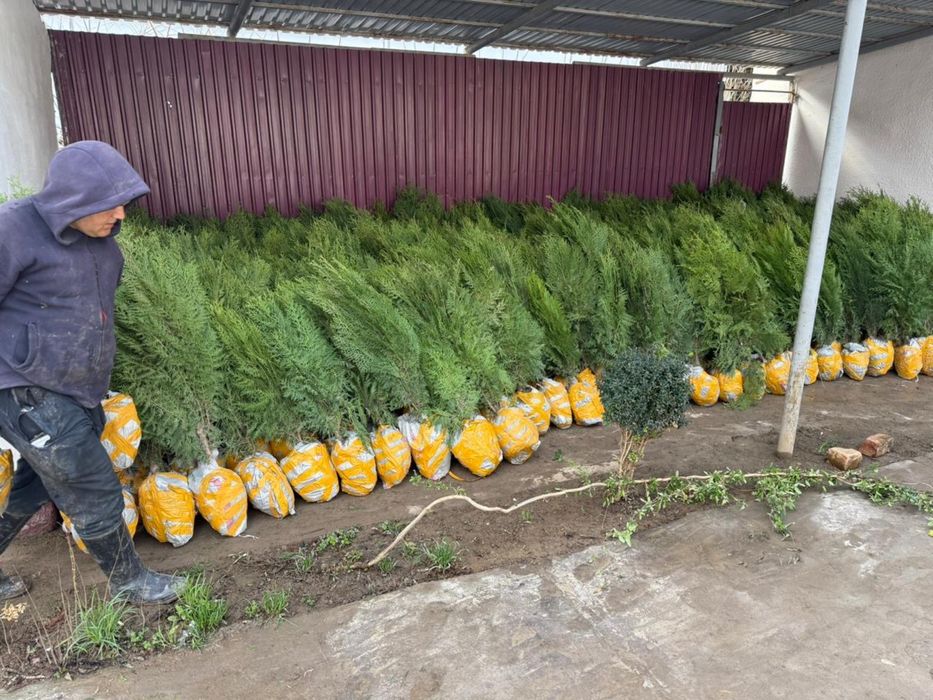 Саженцы көшет барлық түрлері бар