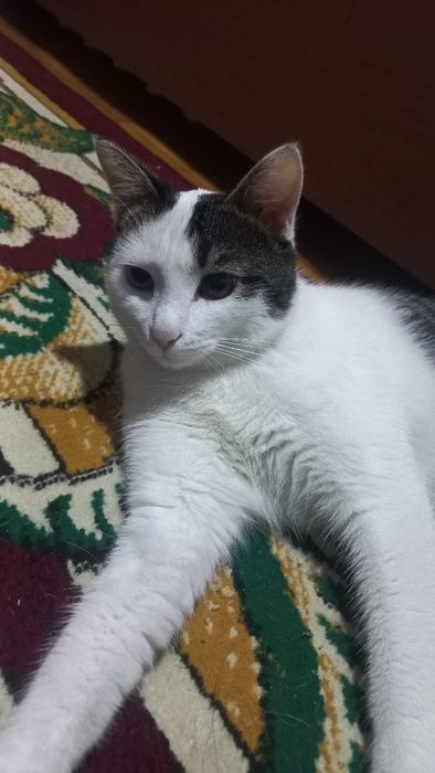 Отдам в добрые руки ласкового котика