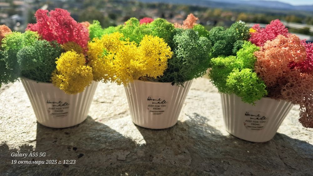 Бюджетни подаръци със скандинавски мъх