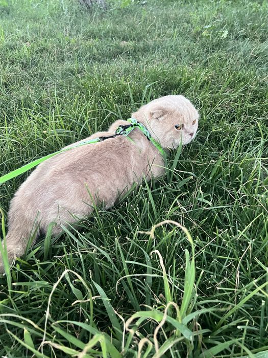 Кот Скотиш фолд мальчик