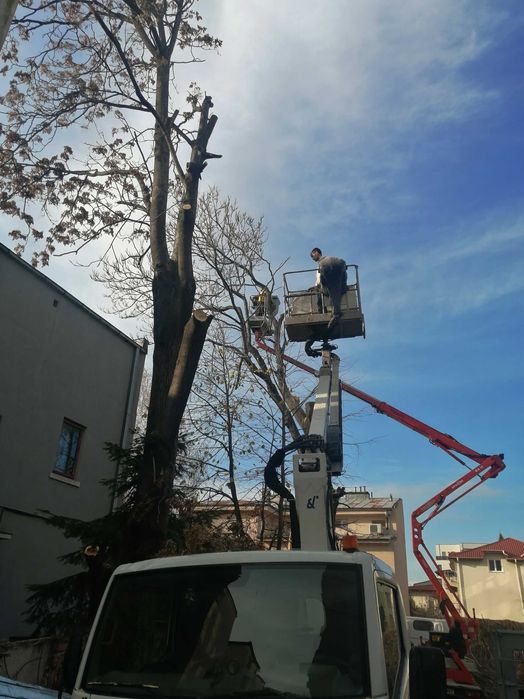 Taiere/Toaletare copac, copaci,pomi,Defrisare teren,Scoatere Radacina