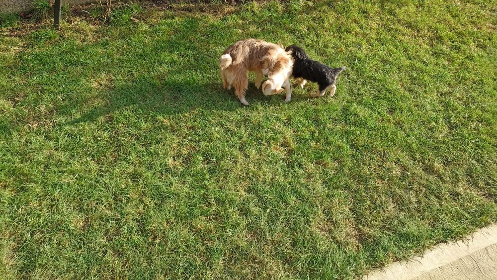 Adopție pui cătei talie mică.