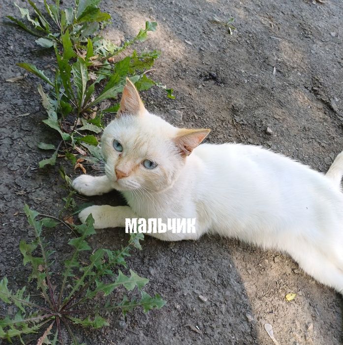 Отдам кошек в добрые руки
