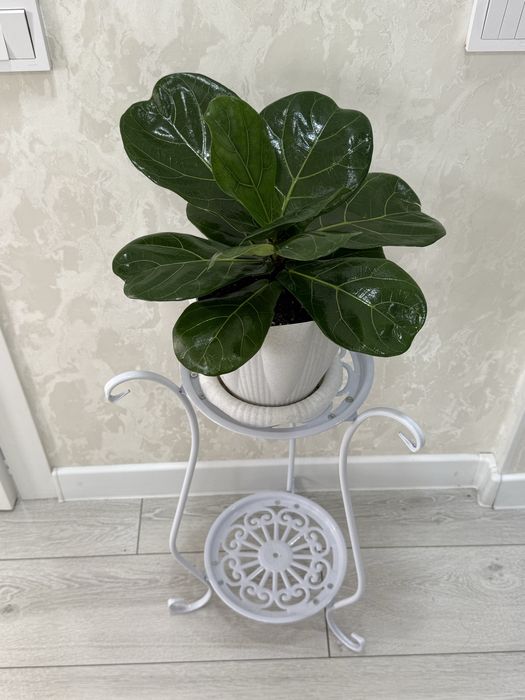 Фикус Лирата 10000 тенге