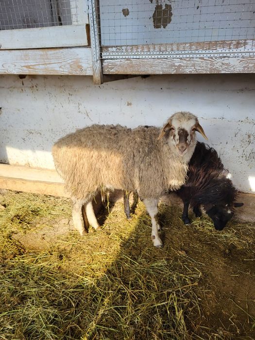 Сатамын семіз токты 90 000