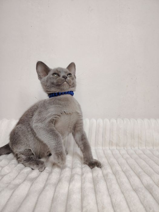 Европейская бурма