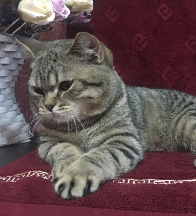 Плюшевый красавчик