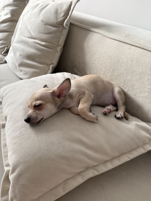 Продам щенка Чихуахуа